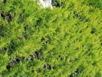 فروش کاج لاوسون در تنکابن در گروه خرید و فروش و قیمت کاج در یکمیوه