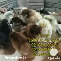 فروش جوجه یکروزه بومی در تهران در گروه مرغ و خروس و بوقلمون و اردک قو قاز در یکمیوه