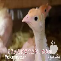 فروش جوجه بوقلمون در تهران در گروه مرغ و خروس و بوقلمون و اردک قو قاز در یکمیوه