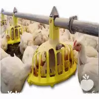 فروش سیستم دانخوری بشقابی و زنجیری در گروه تجهیزات مرغداری در یکمیوه
