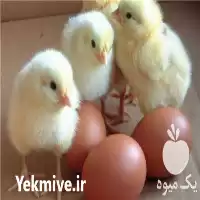 خرید جوجه گوشتی راس کاپ پولت در ورامین در گروه مرغ و خروس و بوقلمون و اردک قو قاز در یکمیوه