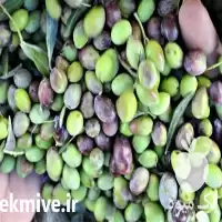 فروش زیتون گریل شده و کبابی در گروه خرید و فروش زیتون در یکمیوه