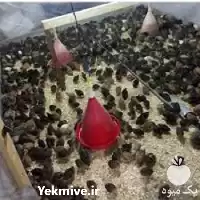 حضوری آنلاین پرورش بلدرچین گوشتی تخمگذار در تهران در گروه دوره آموزش کشاورزی در یکمیوه