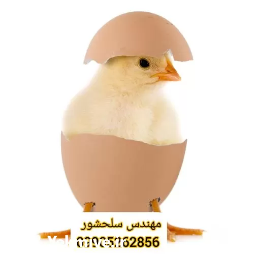 فروش تخم مرغ گوشتی تضمینی در گیلان در گروه انواع تخم ها در یکمیوه -عکس1