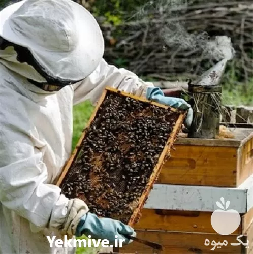 آموزش زنبور عسل به صورت حضوری در تهران در گروه دوره آموزش کشاورزی در یکمیوه -عکس1