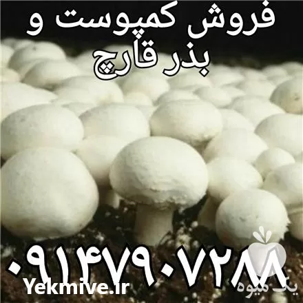 پرورش قارچ در ارومیه در گروه خرید و فروش قارچ در یکمیوه -عکس1
