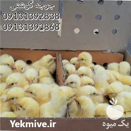 جوجه مرغ بومی رنگی اصلاح شده در تهران در گروه مرغ و خروس و بوقلمون و اردک قو قاز در یکمیوه -عکس1