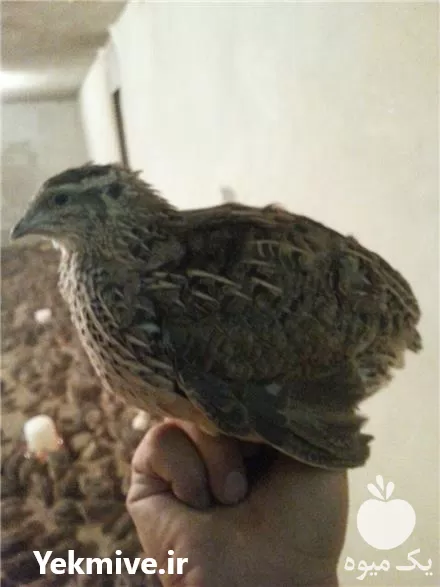قیمت خرید انواع کبک در تهران در گروه خرید و فروش انواع پرنده در یکمیوه -عکس1