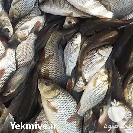 فروش بچه ماهی کپور در شهریار در گروه خرید و فروش بچه ماهی در یکمیوه -عکس1