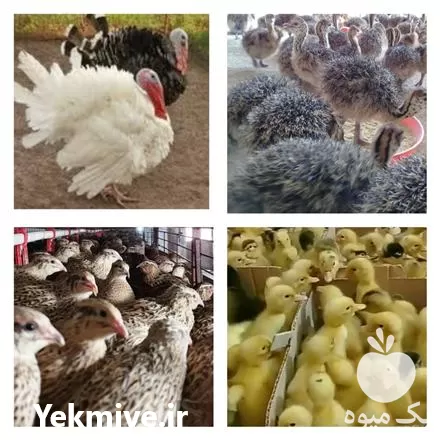 بوقلمون شترمرغ اردک بلدرچین جوجه محلی در ورامین در گروه مرغ و خروس و بوقلمون و اردک قو قاز در یکمیوه -عکس1