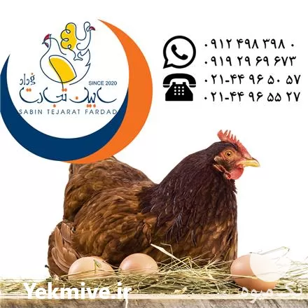 فروش نیمچه مرغ بومی در گروه مرغ و خروس و بوقلمون و اردک قو قاز در یکمیوه -عکس1