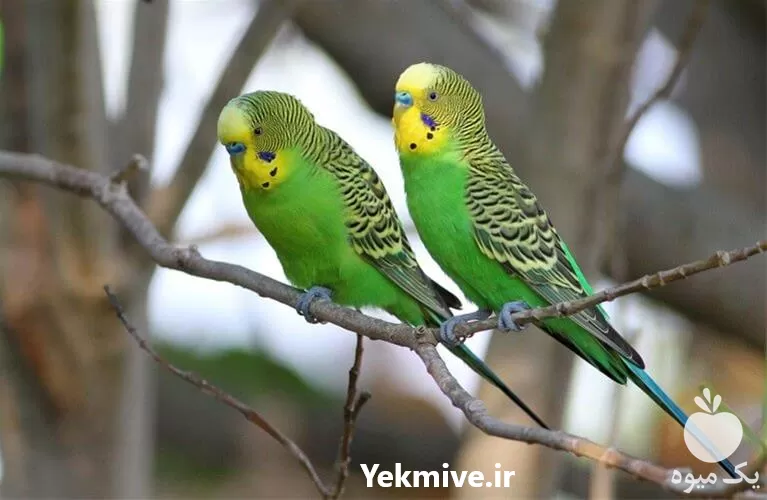 آموزشی پرورش پرندگان زینتی گام در تهران در گروه دوره آموزش کشاورزی در یکمیوه -عکس1