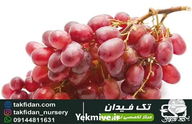 خرید و قیمت نهال انگور کریمسون در گروه خرید و فروش نهال انگور در یکمیوه -عکس1