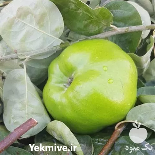 فروش نهال به سبز فرانسه در لرستان در گروه خرید و فروش نهال به در یکمیوه -عکس1