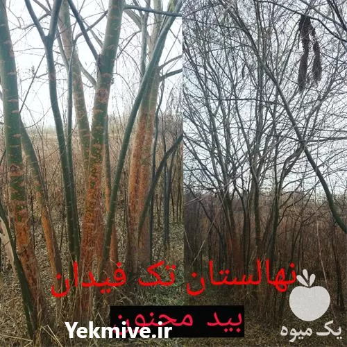 قیمت خرید نهال بید مجنون در گروه خرید و فروش نهال بید مجنون در یکمیوه -عکس1
