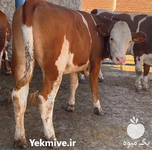 فروش گوساله سمینتال و محلی در گروه گاو و گوسفند و میش و بز کهره گوساله در یکمیوه -عکس1