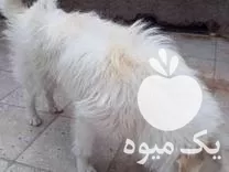 واگذاری سگ نر اشپیتز تربیت شده در گروه سگ و گربه در یکمیوه -عکس1