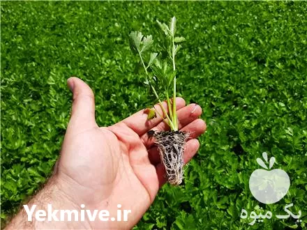 نشا سبزی صیفی کاهو کلم کرفس در هشتگرد در گروه خرید و فروش نشا در یکمیوه -عکس1