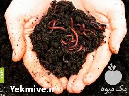 خرید کود ورمی کمپوست کرم خاکی در ملارد در گروه خرید و فروش کود کمپوست در یکمیوه -عکس1