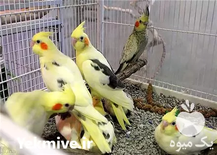 تخم نطفه دار عروس هلندی کاسکو در گروه انواع تخم ها در یکمیوه -عکس1