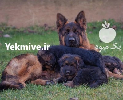 فروش توله جرمن شولاین 48 روزه در محمدشهر در گروه سگ و گربه در یکمیوه -عکس1