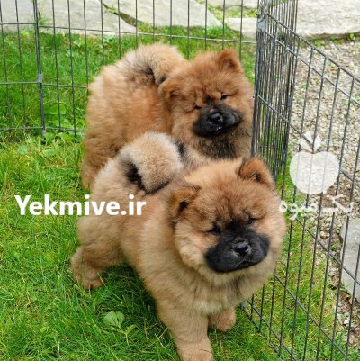 فروش توله چاوچاو بسیار زیبا در گروه سگ و گربه در یکمیوه -عکس1