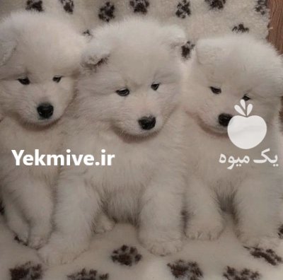 فروش توله سامویید سفید برفی در کرج در گروه سگ و گربه در یکمیوه -عکس1