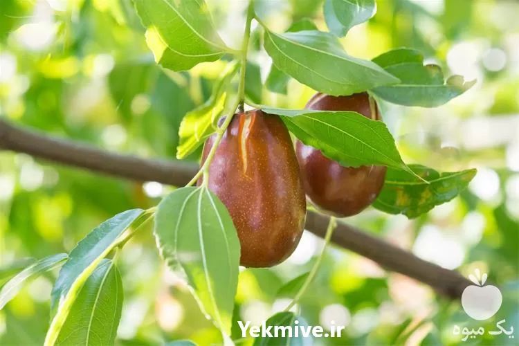 خرید و فروش نهال عناب در آذربایجان شرقی در گروه خرید و فروش نهال عناب در یکمیوه -عکس1