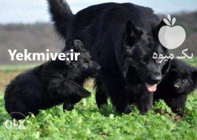 فروش سگ ژرمن بلک وارداتی در تهران در گروه سگ و گربه در یکمیوه -عکس1