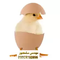 فروش تخم مرغ گوشتی تضمینی در گیلان در گروه انواع تخم ها در یکمیوه