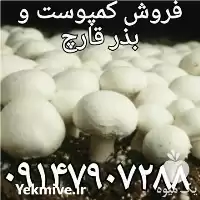 پرورش قارچ در ارومیه در گروه خرید و فروش قارچ در یکمیوه