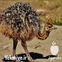 قیمت خرید جوجه شترمرغ کانادایی در گروه مرغ و خروس و بوقلمون و اردک قو قاز در یکمیوه