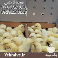 جوجه مرغ بومی رنگی اصلاح شده در تهران در گروه مرغ و خروس و بوقلمون و اردک قو قاز در یکمیوه