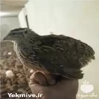 قیمت خرید انواع کبک در تهران در گروه خرید و فروش انواع پرنده در یکمیوه