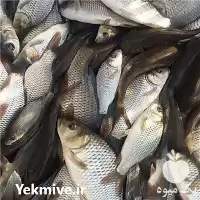 فروش بچه ماهی کپور در شهریار در گروه خرید و فروش بچه ماهی در یکمیوه