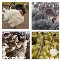 بوقلمون شترمرغ اردک بلدرچین جوجه محلی در ورامین در گروه مرغ و خروس و بوقلمون و اردک قو قاز در یکمیوه