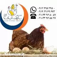 فروش نیمچه مرغ بومی در گروه مرغ و خروس و بوقلمون و اردک قو قاز در یکمیوه