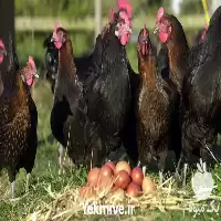 آگهی مشابه فروش قیمت مرغ سیاه مرندی در گروه مرغ و خروس و بوقلمون و اردک قو قاز در یکمیوه