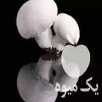 خرید ارسال کمپوست قارچ به سراسر در گروه خرید و فروش کود کمپوست در یکمیوه