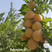 فروش خرید نهال آلو قطره طلا در گروه خرید و فروش نهال در یکمیوه