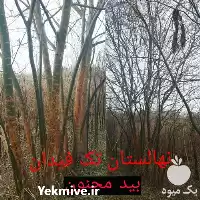 قیمت خرید نهال بید مجنون در گروه خرید و فروش نهال بید مجنون در یکمیوه