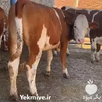 فروش گوساله سمینتال و محلی در گروه گاو و گوسفند و میش و بز کهره گوساله در یکمیوه