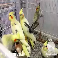 تخم نطفه دار عروس هلندی کاسکو در گروه انواع تخم ها در یکمیوه