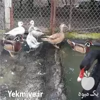 تخم نطفه دار قو و اردک در تبریز در گروه انواع تخم ها در یکمیوه