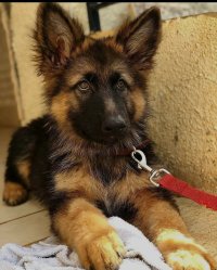 فروش توله ژرمن شپرد موکوتاه در گرمدره در گروه سگ و گربه در یکمیوه