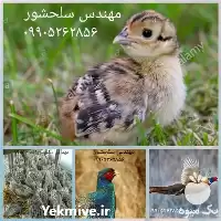 فروش جوجه قرقاول در تهران در گروه مرغ و خروس و بوقلمون و اردک قو قاز در یکمیوه