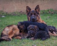 فروش توله جرمن شولاین 48 روزه در محمدشهر در گروه سگ و گربه در یکمیوه