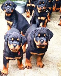 فروش توله روتوایلر امریکایی در کرج در گروه سگ و گربه در یکمیوه