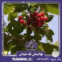 خرید و قیمت نهال آلبالو سیگانی در آذربایجان غربی در گروه خرید و فروش نهال میوه در یکمیوه