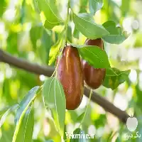 خرید و فروش نهال عناب در آذربایجان شرقی در گروه خرید و فروش نهال عناب در یکمیوه